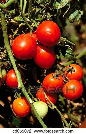 Tomatoes View Large Photo Image Stock Image - Tomatoes. Fotosearch