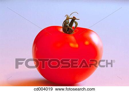 Tomatoes View Large Photo Image Stock Photo - Tomatoes. Fotosearch