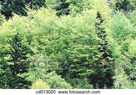 Stock Image - Trees. Fotosearch