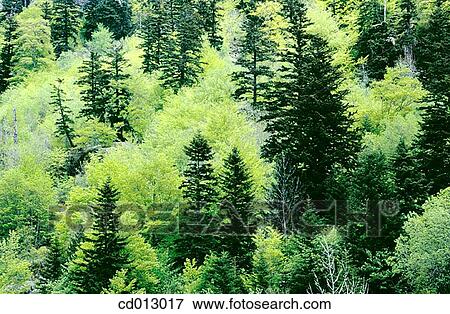 Trees View Large Photo Image Stock Photo - Trees. Fotosearch