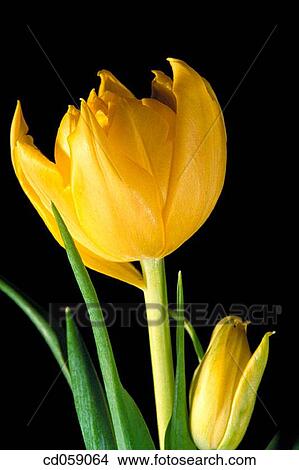 Tulip View Large Photo Image Picture - Tulip. Fotosearch