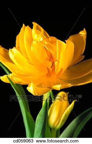 Tulip View Large Photo Image Stock Image - Tulip. Fotosearch
