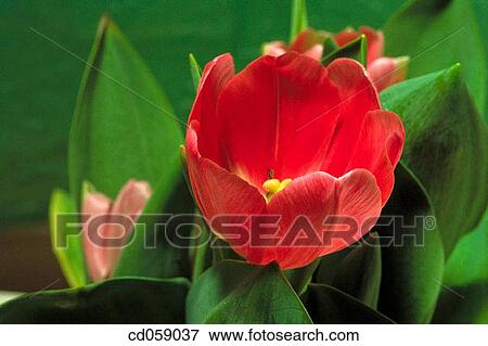 Tulip View Large Photo Image Stock Photo - Tulip. Fotosearch