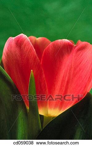Tulip View Large Photo Image Stock Photo - Tulip. Fotosearch
