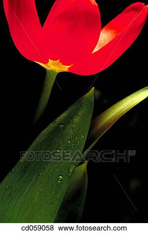 Stock Photo - Tulip. Fotosearch