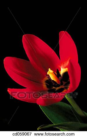 Stock Photo - Tulip. Fotosearch