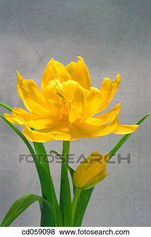 Tulip View Large Photo Image Stock Photo - Tulip. Fotosearch