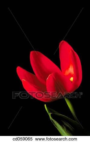Tulip View Large Photo Image Stock Photography - Tulip. Fotosearch