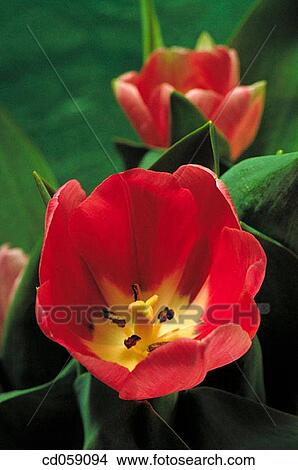 Tulips View Large Photo Image Picture - Tulips. Fotosearch