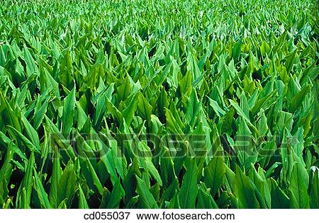 Stock Photo - Turmeric plant. Fotosearch