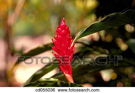 Turmeric plant View Large Photo Image Stock Photograph - Turmeric plant. Fotosearch
