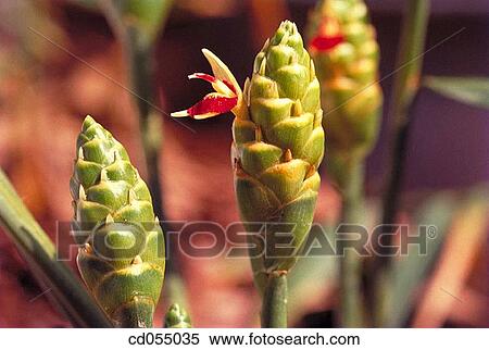 Turmeric plant View Large Photo Image Stock Photography - Turmeric plant. Fotosearch