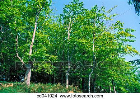 Picture - Urretxu. Guip·zcoa. Spain. Fotosearch