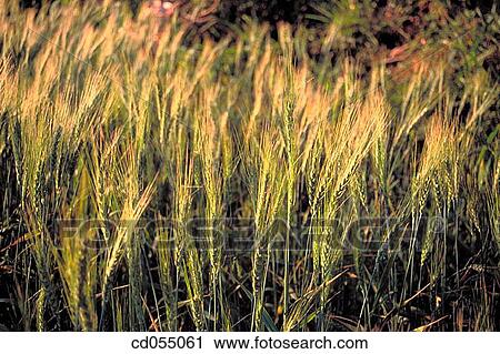 Wheat field. Bordi. Maharashtra. India View Large Photo Image Stock Image - Wheat field. Bordi. Maharashtra. India. Fotosearch