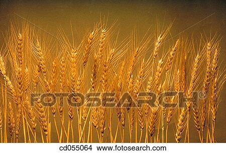 Picture - Wheat field. Fotosearch