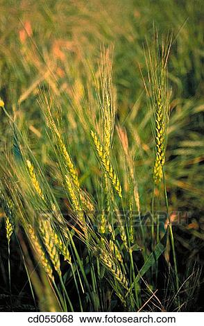 Stock Photo - Wheat field. Fotosearch