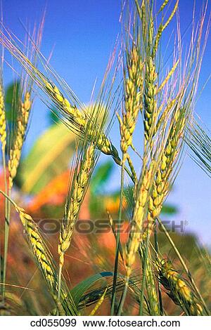 Wheat. Maharashtra. India View Large Photo Image Stock Photo - Wheat. Maharashtra. India. Fotosearch