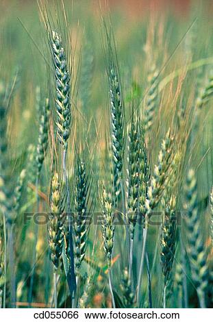 Stock Photograph - Wheat. Murbad. Thane. India. Fotosearch