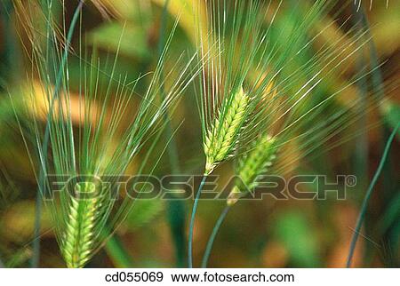 Stock Photo - Wheat. Sikkim. India. Fotosearch