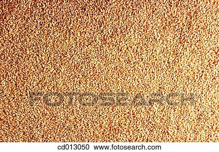 Wheat View Large Photo Image Stock Image - Wheat. Fotosearch