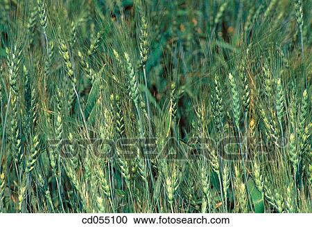 Wheat View Large Photo Image Stock Image - Wheat. Fotosearch