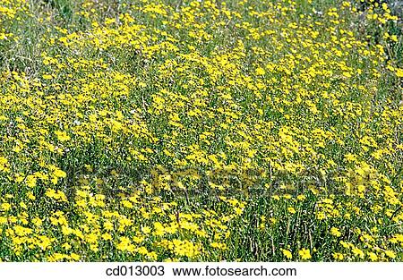 Wildfllowers View Large Photo Image Stock Image - Wildfllowers. Fotosearch