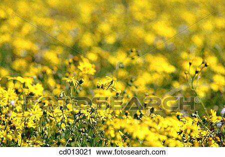 Wildflowers View Large Photo Image Stock Image - Wildflowers. Fotosearch