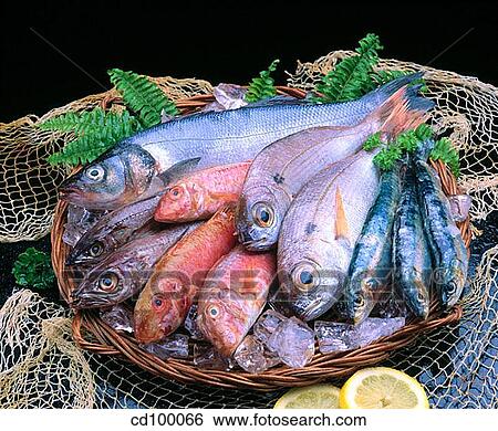 abundant, Close-up, Bream, Blue-lined goatfish, abundance View Large Photo Image Stock Photograph - abundant, Close-up, Bream, Blue-lined goatfish, abundance. Fotosearch