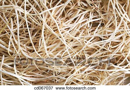abundant, detail, Close-up, background, abundance View Large Photo Image Stock Photo - abundant, detail, Close-up, background, abundance. Fotosearch