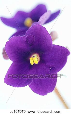 African Violet (Saintpaulia hybr. ) View Large Photo Image Stock Image - African Violet (Saintpaulia hybr. ). Fotosearch