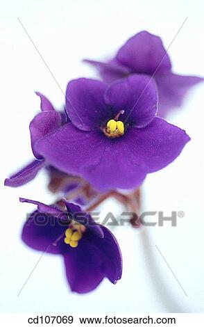 African Violet (Saintpaulia hybr. ) View Large Photo Image Stock Photo - African Violet (Saintpaulia hybr. ). Fotosearch