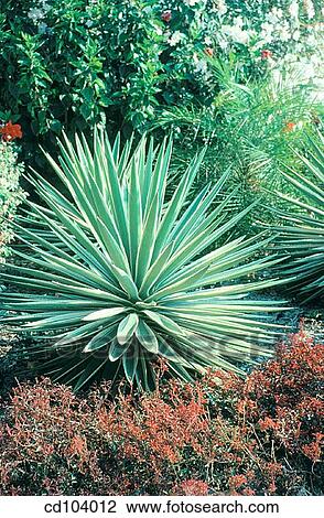 Agave angustifolia View Large Photo Image Stock Image - Agave angustifolia. Fotosearch