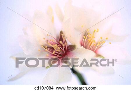 Picture - Almond flowers (Amygdalus communis). Fotosearch