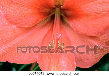 Amaryllis (Hippeastrum x Riola) View Large Photo Image Stock Image - Amaryllis (Hippeastrum x Riola). Fotosearch