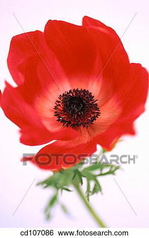 Anemone (Anemone hybr. ) View Large Photo Image Stock Photograph - Anemone (Anemone hybr. ). Fotosearch