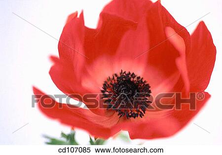 Anemone (Anemone hybr. ) View Large Photo Image Stock Photography - Anemone (Anemone hybr. ). Fotosearch