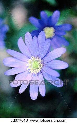 Anemone View Large Photo Image Stock Image - Anemone. Fotosearch