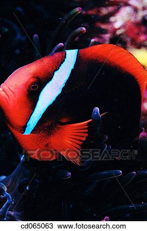 Anemonefish (Amphiprion frenatus). Micronesia. View Large Photo Image Stock Image - Anemonefish (Amphiprion frenatus). Micronesia.. Fotosearch
