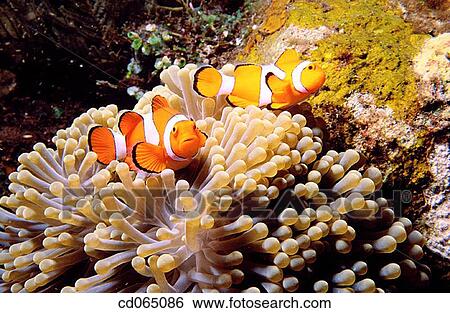 Anemonefish (Amphiprion ocellaris). Indo-Pacific Ocean. View Large Photo Image Stock Photograph - Anemonefish (Amphiprion ocellaris). Indo-Pacific Ocean.. Fotosearch