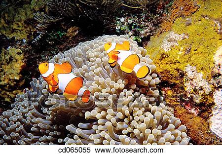 Stock Photography - Anemonefish (Amphiprion ocellaris). Pacific Ocean.. Fotosearch
