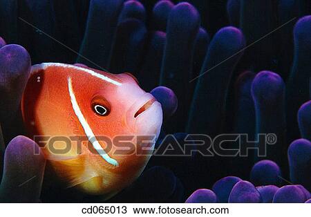 Anemonefish (Amphiprion perioderaion). Great Barrier Reef. Australia. View Large Photo Image Stock Image - Anemonefish (Amphiprion perioderaion). Great Barrier Reef. Australia.. Fotosearch