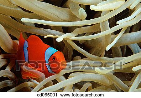 Anemonefish. Banda Sea. Indonesia. View Large Photo Image Stock Image - Anemonefish. Banda Sea. Indonesia.. Fotosearch