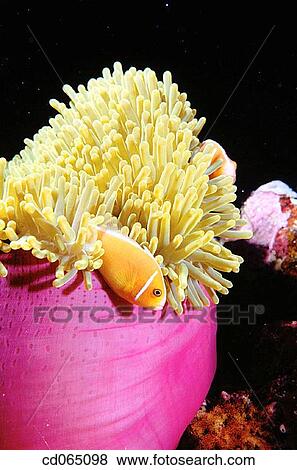 Anemonefish or Clownfish and Sea Anemone. Great Barrier Reef. Australia. View Large Photo Image Stock Photo - Anemonefish or Clownfish and Sea Anemone. Great Barrier Reef. Australia.. Fotosearch