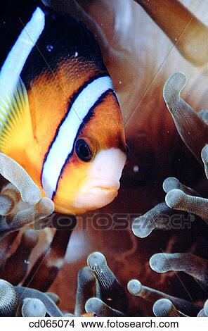 Anemonefish or Clownfish. Fiji Islands. Pacific Ocean. View Large Photo Image Picture - Anemonefish or Clownfish. Fiji Islands. Pacific Ocean.. Fotosearch