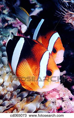 Stock Image - Anemonefish or Clownfish. Indo-Pacific Ocean.. Fotosearch