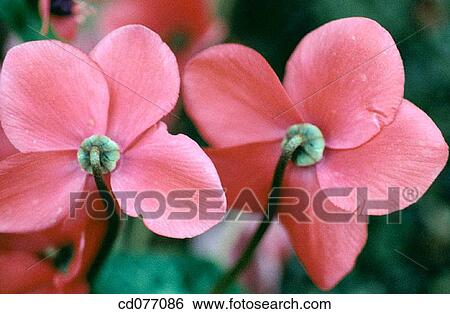 Stock Photograph - Anemones. Fotosearch