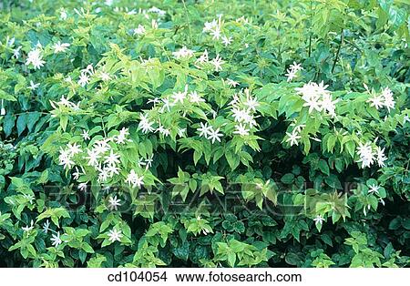 Angelwing, Shining or Star Jasmine (Jasminum nitidum) View Large Photo Image Picture - Angelwing, Shining or Star Jasmine (Jasminum nitidum). Fotosearch