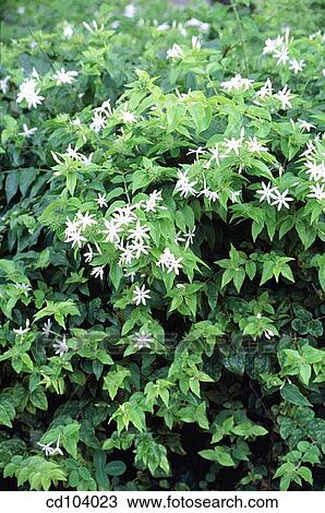 Angelwing, Shining or Star Jasmine (Jasminum nitidum) View Large Photo Image Stock Image - Angelwing, Shining or Star Jasmine (Jasminum nitidum). Fotosearch
