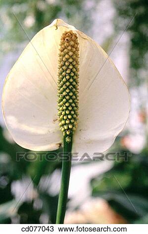 Anthurium View Large Photo Image Stock Image - Anthurium. Fotosearch