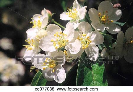 Apple Blossom View Large Photo Image Stock Photo - Apple Blossom. Fotosearch
